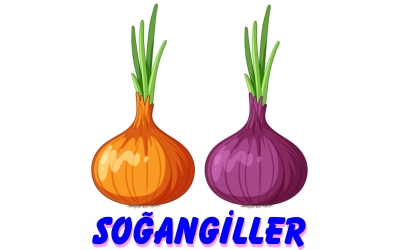 SOĞANGİLLER