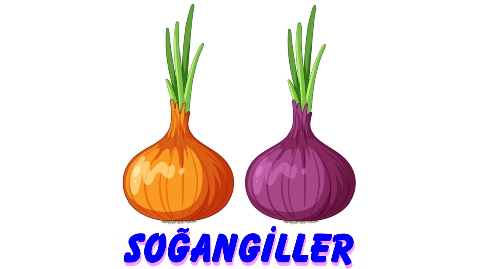 SOĞANGİLLER