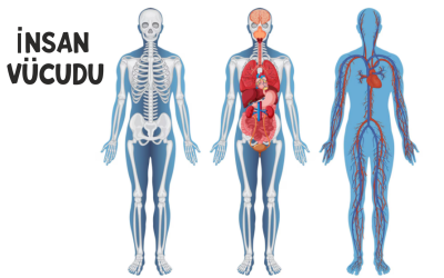 İnsan Vücudunu Tanıyalım